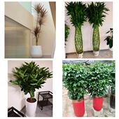 发财树招财树送朋友公司开业沧州市泊头任丘黄骅市河间市同城花店