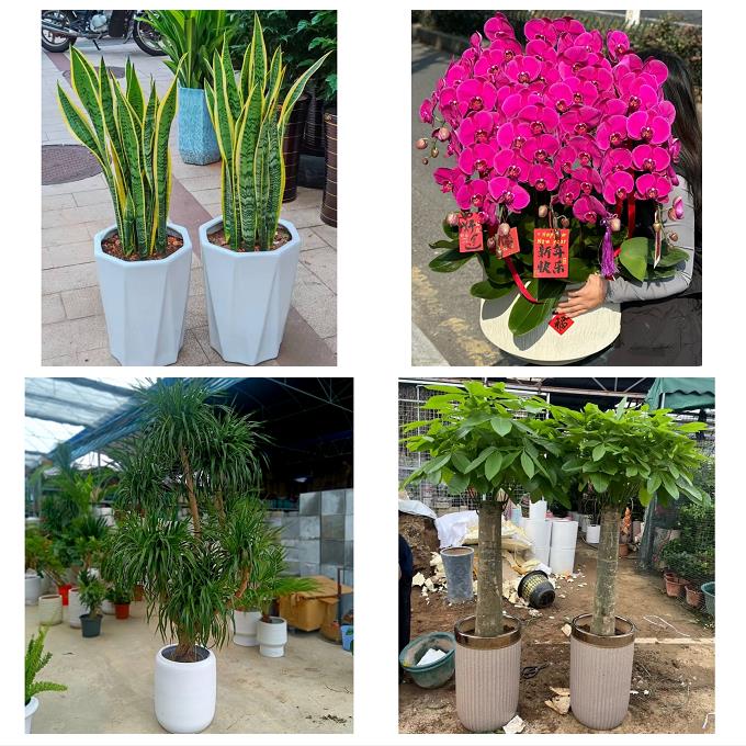 漳州市漳浦诏安长泰县东山县同城绿植花卉送发财树绿萝柱公司开业