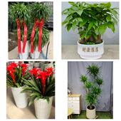 发财树招财树送朋友公司开业大连市中山西岗沙河口金州区同城花店