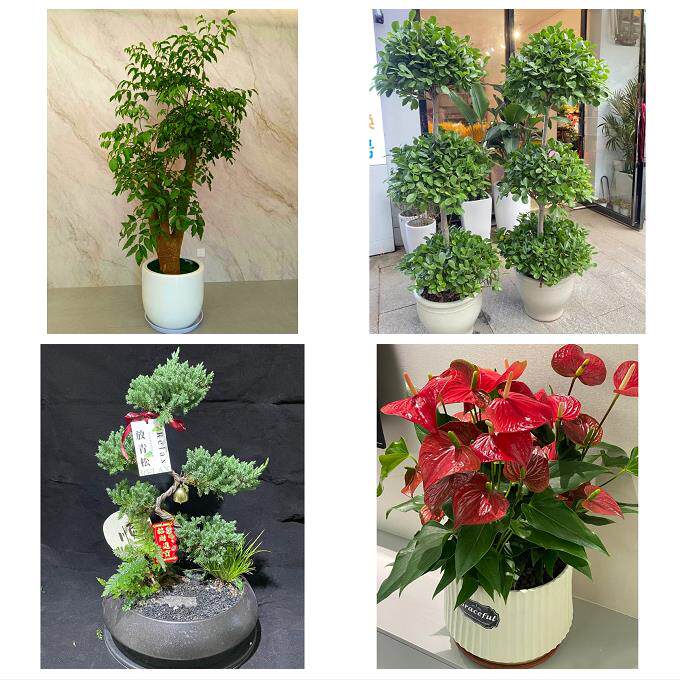 上海市奉贤区南桥奉城庄行镇同城花店乔迁入新居开业绿植送发财树