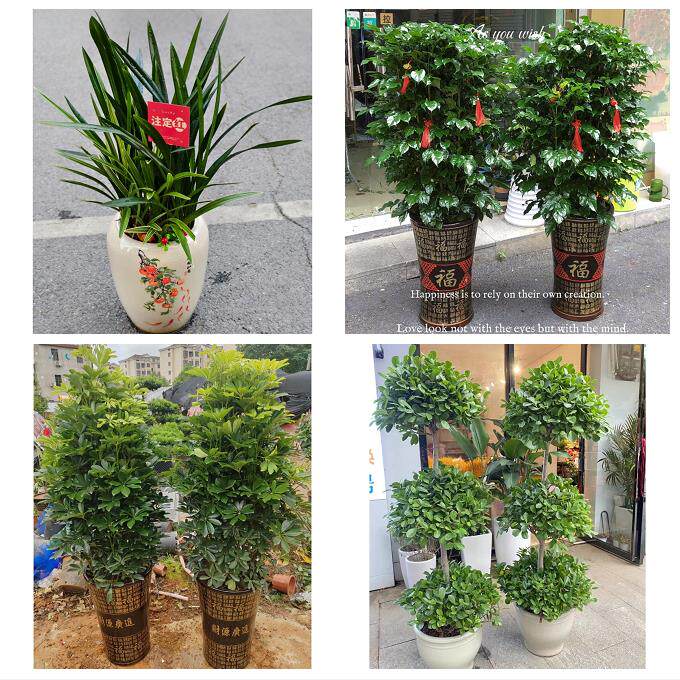 唐山市路南路北古冶区开平区同城花店乔迁入新居开业绿植送发财树