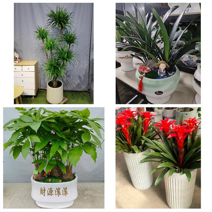 发财树招财树送朋友公司开业郑州市荥阳新密市新郑登封市同城花店