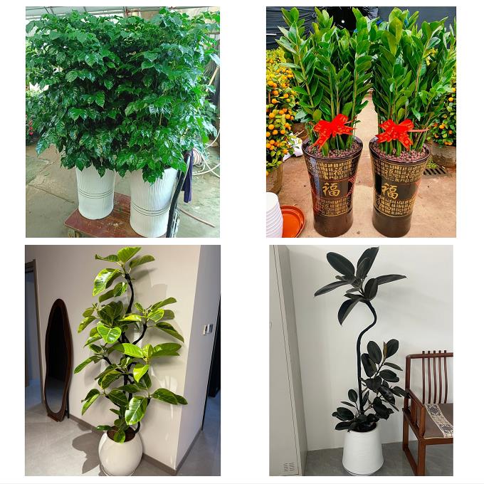 发财树绿萝柱送朋友公司开业漳州市漳浦诏安长泰县东山县同城花店