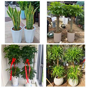 泉州市金门县石狮晋江南安市同城绿植花卉送发财树绿萝柱公司开业