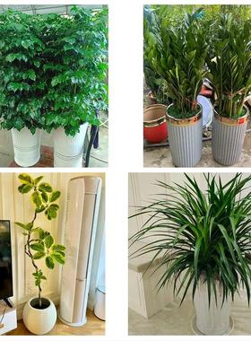 送咸宁市咸安区嘉鱼县通城县同城鲜花店配送开业绿植发财树天堂鸟