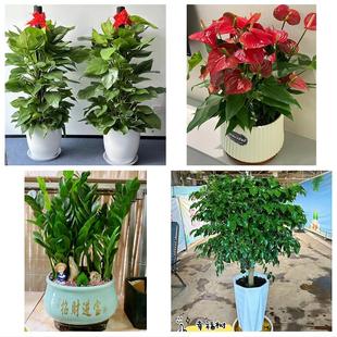 送甘孜州康定市泸定县丹巴县同城花店乔迁入新居开业绿植送发财树