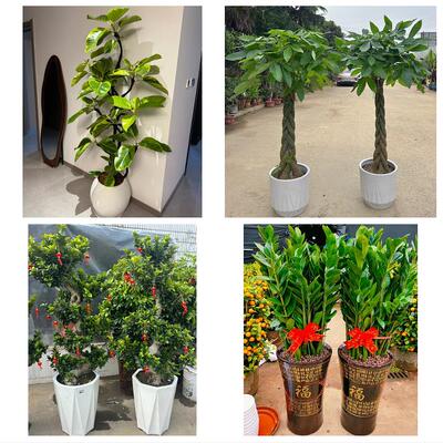 发财树绿萝柱送朋友公司开业临沂市兰山罗庄河东区沂南县同城花店