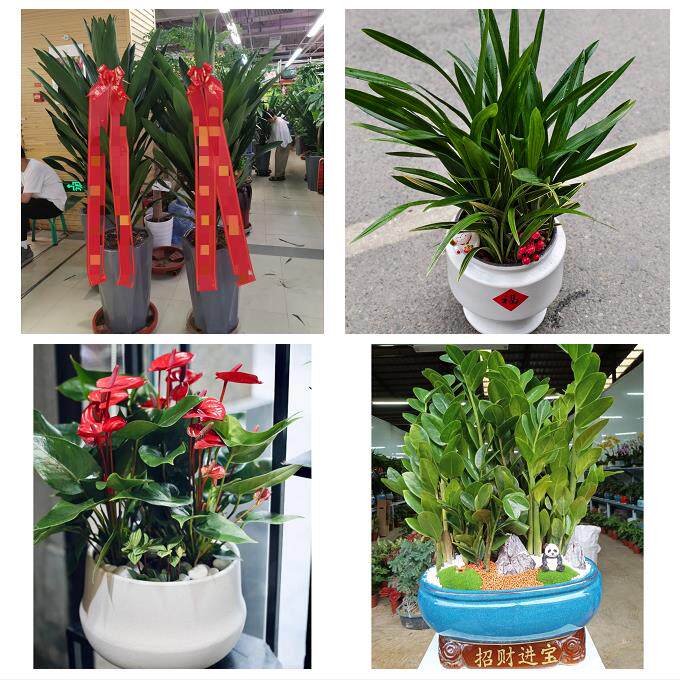 发财树招财树送朋友公司开业唐山市乐亭迁西玉田县唐海县同城花店