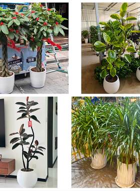 襄阳襄城樊城襄州区南漳谷城同城绿植花卉送发财树绿萝柱公司开业