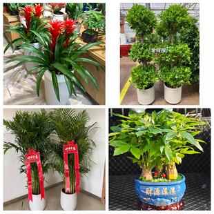 发财树绿萝柱送朋友公司开业永州市零陵区冷水滩区祁阳县同城花店