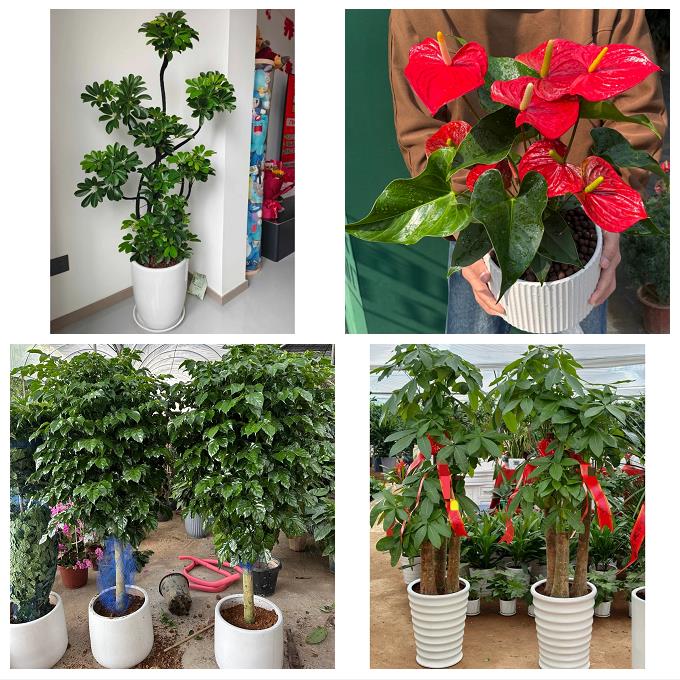 发财树绿萝柱送朋友公司开业唐山市路南路北古冶区开平区同城花店
