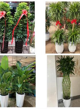 深圳罗湖区黄贝东门南湖桂园同城鲜花店配送开业绿植发财树天堂鸟