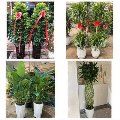 深圳罗湖区黄贝东门南湖桂园同城鲜花店配送开业绿植发财树天堂鸟