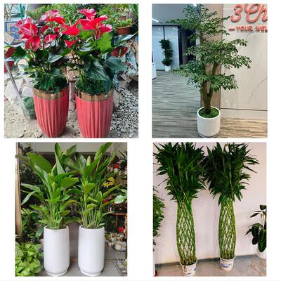 发财树招财树送朋友公司开业庆阳市西峰区庆城华池县环县同城花店