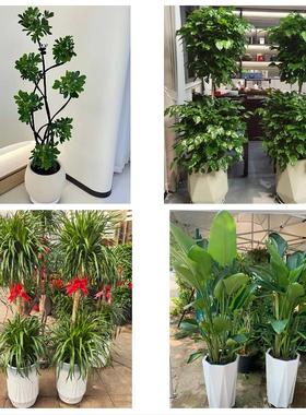 通辽科尔沁区开鲁霍林郭勒市同城鲜花店配送开业绿植发财树天堂鸟