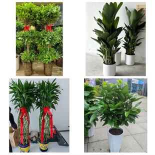 怀化市溆浦会同县麻阳新晃县同城绿植花卉送发财树绿萝柱公司开业