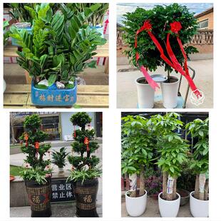北京市平谷区密云区延庆区县同城绿植花卉送发财树绿萝柱公司开业
