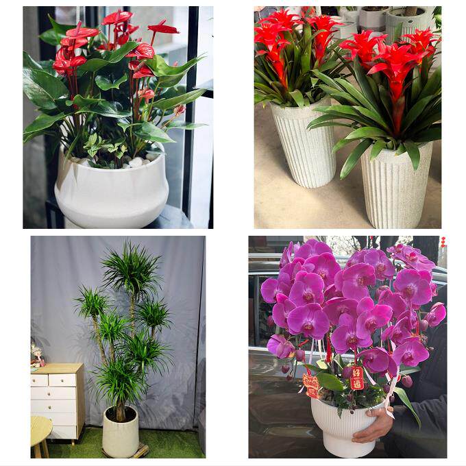 发财树招财树送朋友公司开业珠海香洲斗门金湾金唐南湾区同城花店