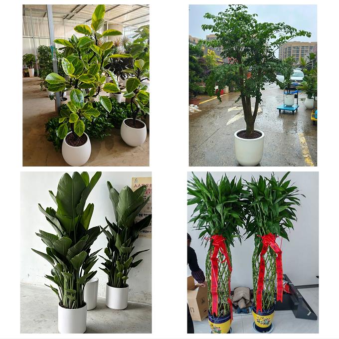 防城港港口防城区上思县东兴同城绿植花卉送发财树绿萝柱公司开业
