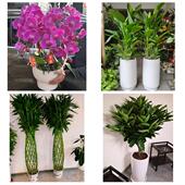 发财树招财树送朋友公司开业北京市昌平区城北南口马池口同城花店