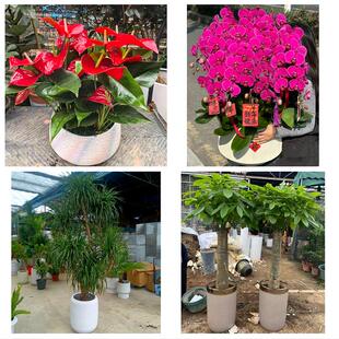 送云南省丽江市华坪县宁蒗县同城绿植花卉送发财树绿萝柱公司开业