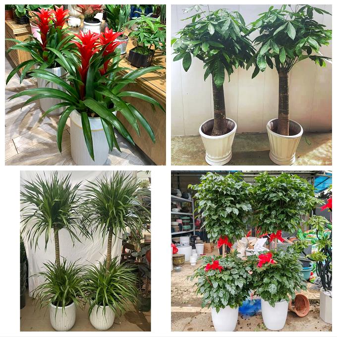 发财树绿萝柱送朋友公司开业贵阳市南明云岩区花溪乌当区同城花店