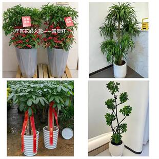 送厦门市集美区同安区翔安区同城鲜花店配送开业绿植发财树天堂鸟