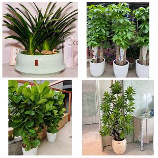 送宜宾市翠屏区南溪区宜宾县同城绿植花卉送发财树绿萝柱公司开业
