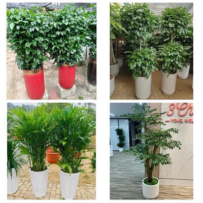 发财树招财树送朋友公司开业泉州市鲤城丰泽区洛江泉港区同城花店