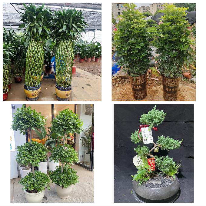 铜陵市铜官义安区郊区枞阳县同城花店乔迁入新居开业绿植送发财树