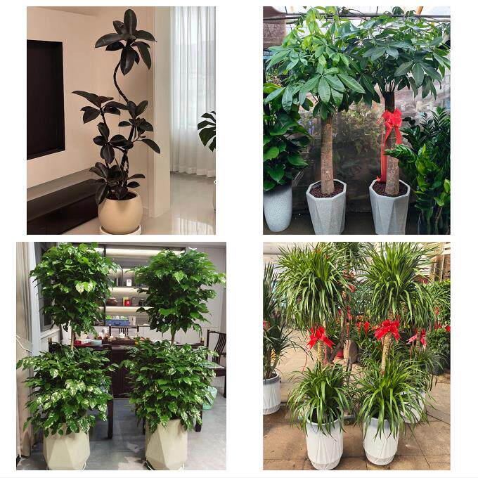 中卫市沙坡头区中宁县海原县同城鲜花店配送开业绿植发财树天堂鸟