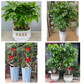 发财树招财树送朋友公司开业宜春袁州区奉新万载上高宜丰同城花店