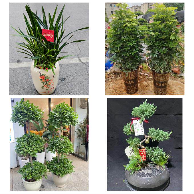 唐山市丰南丰润区滦县滦南县同城花店乔迁入新居开业绿植送发财树