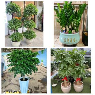 深圳南山区南头南山招商蛇口同城花店乔迁入新居开业绿植送发财树