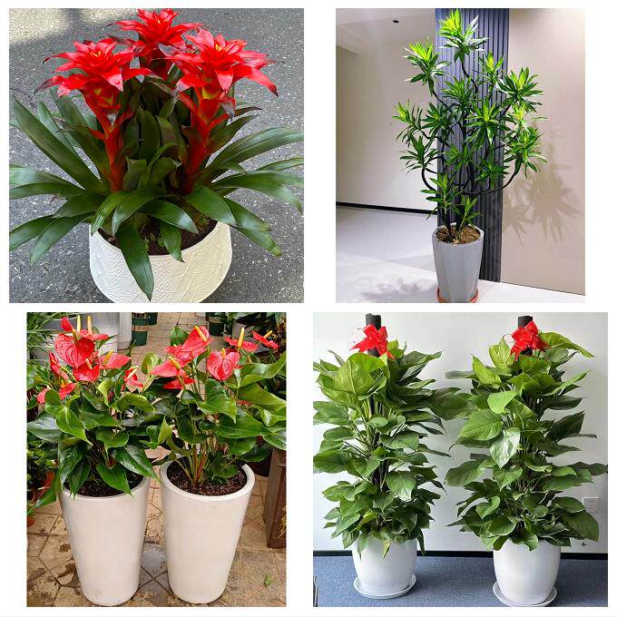 北京石景山区八宝山老山八角同城花店乔迁入新居开业绿植送发财树