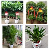 发财树招财树送朋友公司开业吕梁方山中阳交口县孝义汾阳同城花店