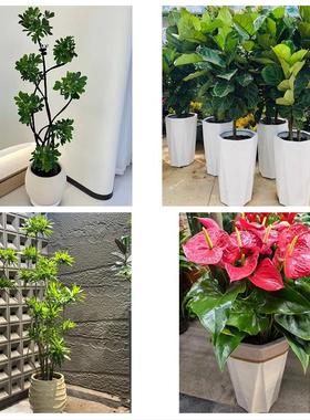 送丹东市元宝区振兴区振安区同城鲜花店配送开业绿植发财树天堂鸟