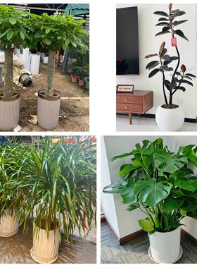 兰州市红古区永登皋兰榆中县同城绿植花卉送发财树绿萝柱公司开业