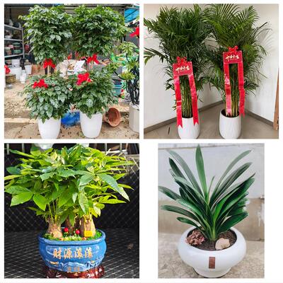 发财树绿萝柱送朋友公司开业送广安市武胜县邻水县华蓥市同城花店