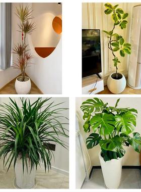 鸡西市城子河区麻山区恒山市同城鲜花店配送开业绿植发财树天堂鸟