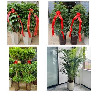 青岛市市南市北区黄岛崂山区同城绿植花卉送发财树绿萝柱公司开业