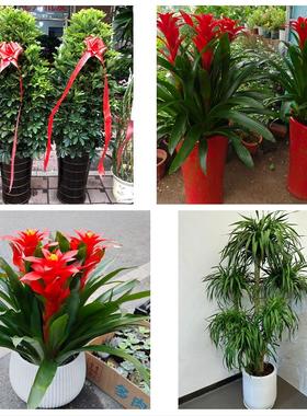 送娄底市娄星区双峰县新化县同城鲜花店配送开业绿植发财树天堂鸟