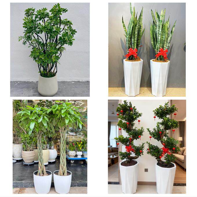 天津南开向阳路嘉陵道王顶堤同城花店乔迁入新居开业绿植送发财树