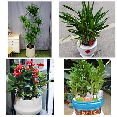 发财树招财树送朋友公司开业北京朝阳区垡头南磨房高碑店同城花店