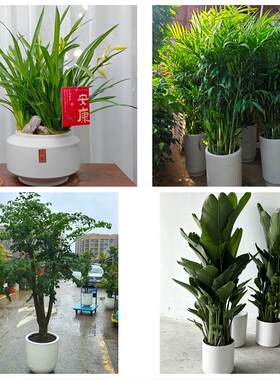 毕节七星关区大方黔西金沙县同城绿植花卉送发财树绿萝柱公司开业