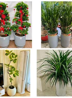 怀化市芷江靖州通道县洪江市同城鲜花店配送开业绿植发财树天堂鸟