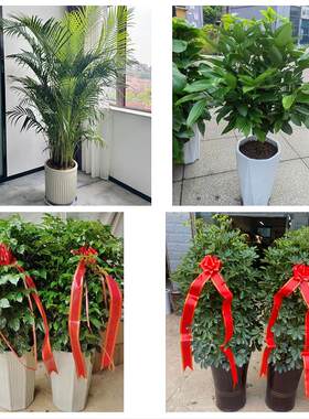 佛山市禅城南海顺德三水高明同城绿植花卉送发财树绿萝柱公司开业