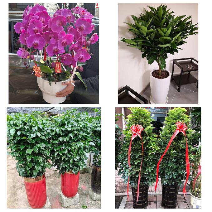 发财树招财树送朋友公司开业北京市昌平区沙河城南回龙观同城花店