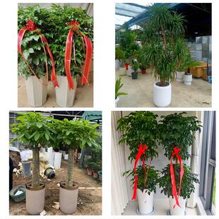 宜春靖安铜鼓丰城樟树高安市同城绿植花卉送发财树绿萝柱公司开业
