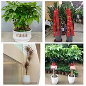 发财树招财树送朋友公司开业上海市洋泾上钢新村南码 头路同城花店
